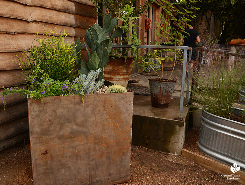 steel planter for drought tolerant plants Cosmic Coffee 