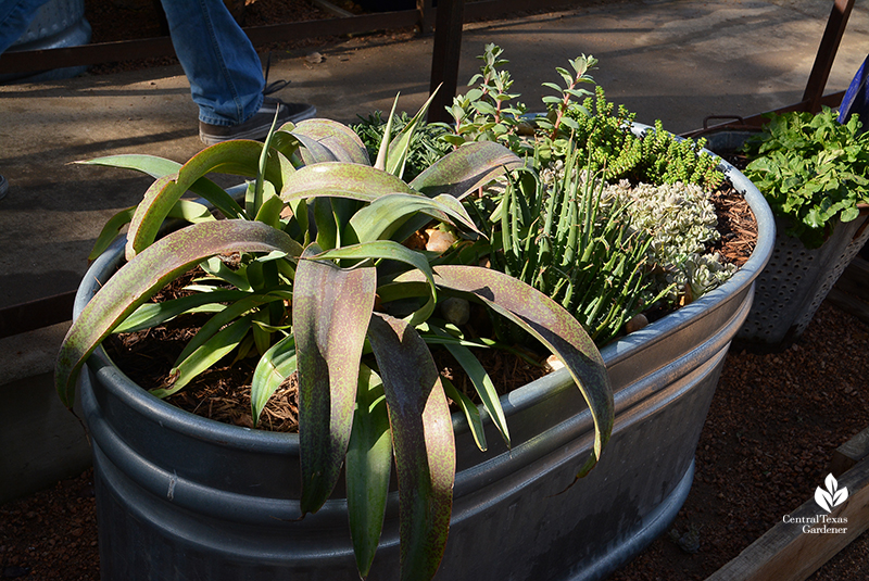 stock tank succulent planter Cosmic Coffee + Beer Garden