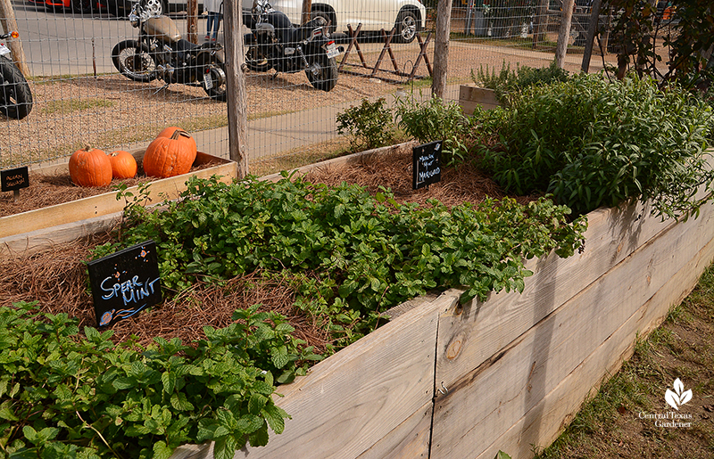 raised bed herbs for bar botanicals Cosmic Coffee + Beer Garden