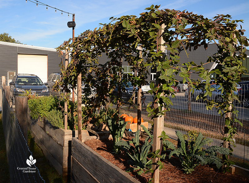 raised vegetable design with blackberry trellis by TaraRose for Cosmic Coffee + Beer Garden 