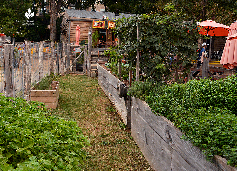 raised organic vegetable beds Cosmic Coffee + Beer Garden