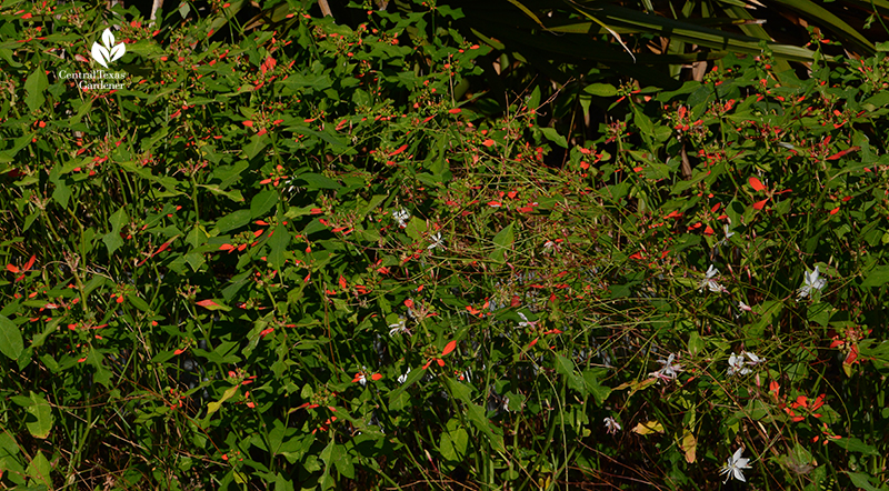 wild poinsettia Euphorbia cyathophora Gaura lindeimeri Wildflower Center