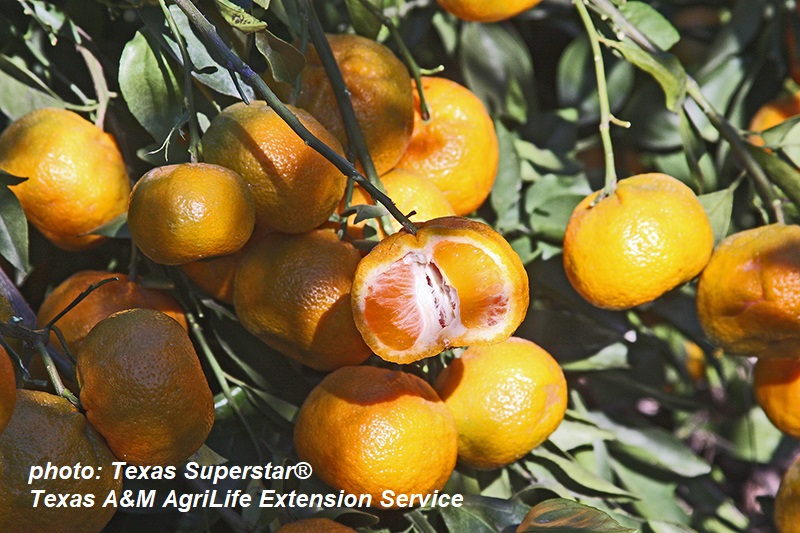 Arctic Frost satsuma photo Texas A&M AgriLife Extension Central Texas Gardener