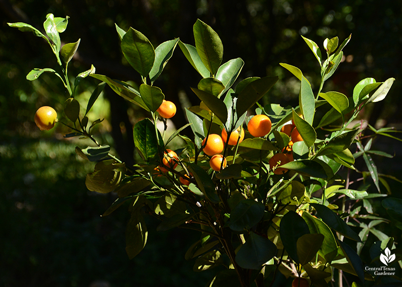 Calamondin fruits ripe Central Texas Gardener