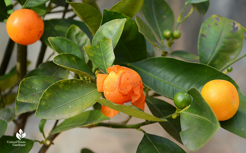 Calamondin fruits ripe, green and one exploded in freezing weather