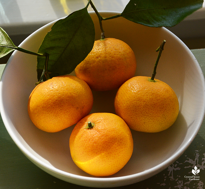 Mr. Mac ripe mandarin satsumas Central Texas Gardener