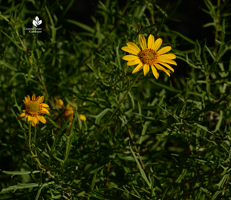 Skeleton-leaf goldeneye daisy native perennial Central Texas Gardener