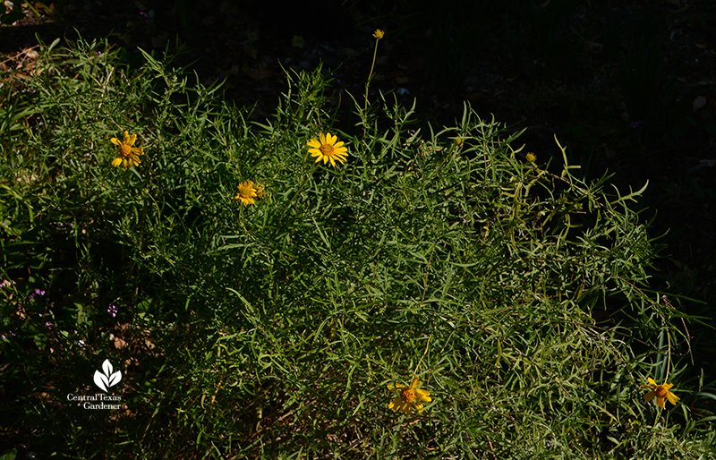 Skeleton-leaf goldeneye daisy native perennial for drought Central Texas Gardener