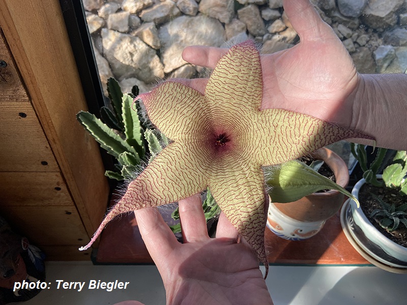 Stapelia gigantea carrion plant flower Terry Biegler photo Central Texas Gardener