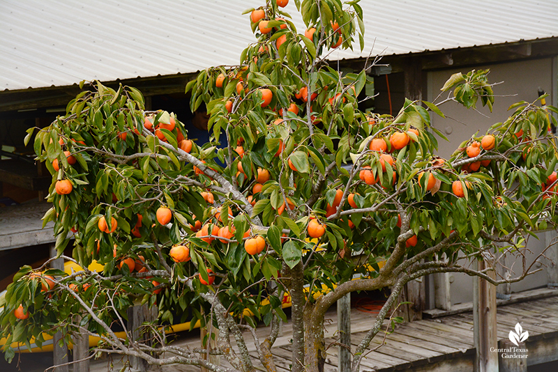 Tanenashi persimmon at Lake Austin Spa Central Texas Gardener