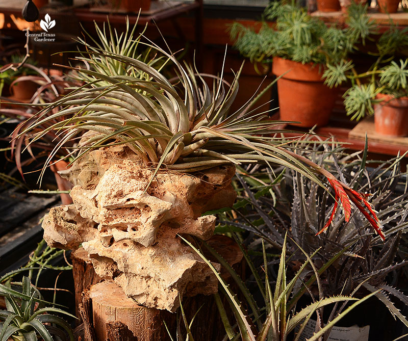 Tillandsia air plant mounted in rock dyckias Dromgoole greenhouse Central Texas Gardener