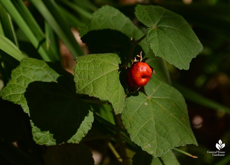 Turk's cap ripe fruit native perennial Central Texas Gardener