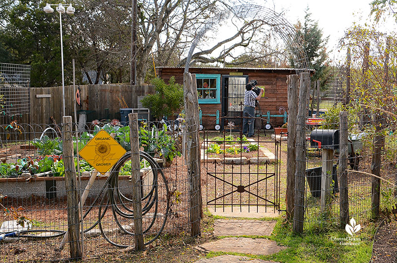 Vegetable garden fence old gate cattle panel trellis cute shed Dromgoole garden Central Texas Gardener