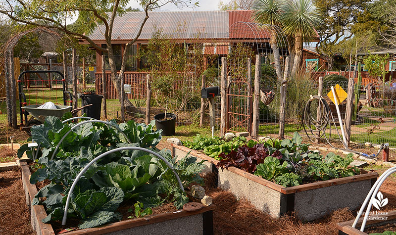 Vegetable garden raised bed organic gardening John and Jane Dromgoole Central Texas Gardener