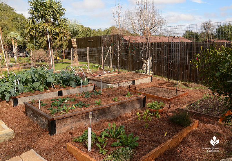 Vegetable garden raised beds espaliered pears Warren cattle panel trellis Dromgoole garden Central Texas Gardener