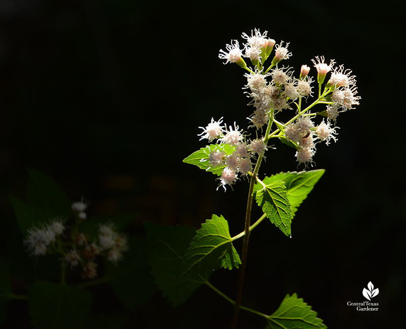 White mistflower shrubby boneset Ageratina havanensis woodland edge Central Texas Gardener