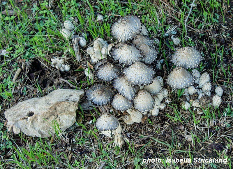 Wild mushrooms after rain photo by Isabella Strickland Central Texas Gardener