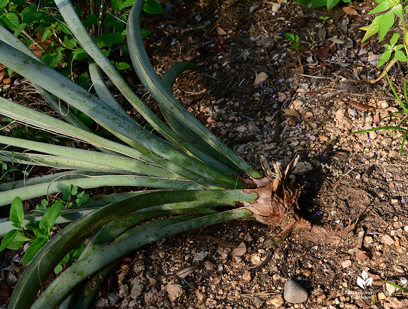 Yucca root rot in clay soil Central Texas Gardener