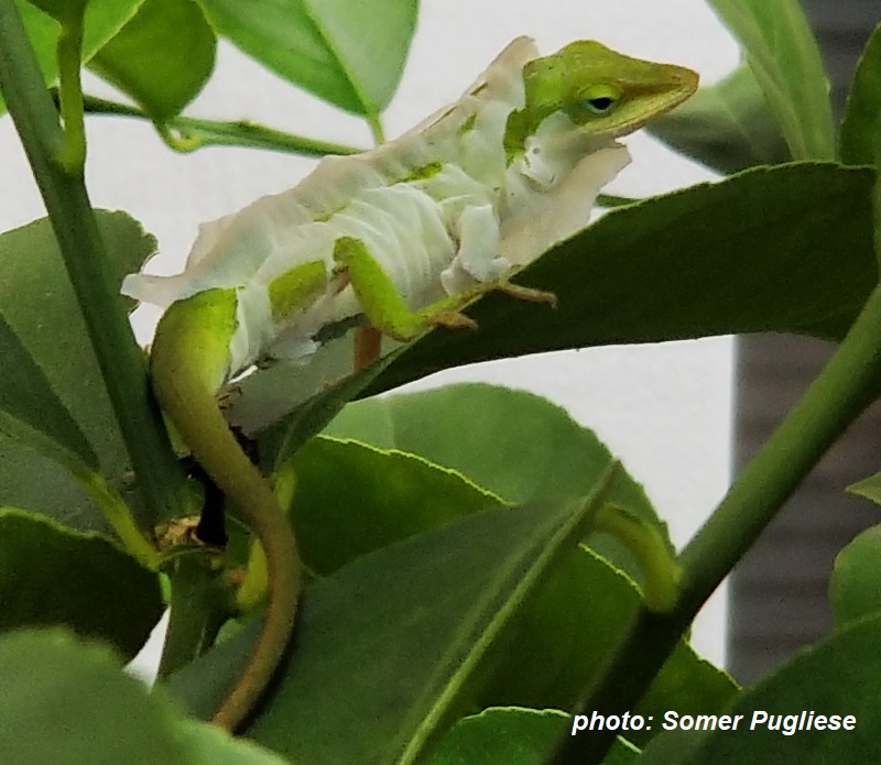 anole molting photo by Somer Pugliese Central Texas Gardener