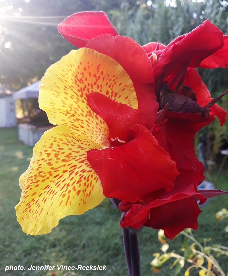 canna with two colors of flowers one plant Jennifer Vince-Recksiek Central Texas Gardener