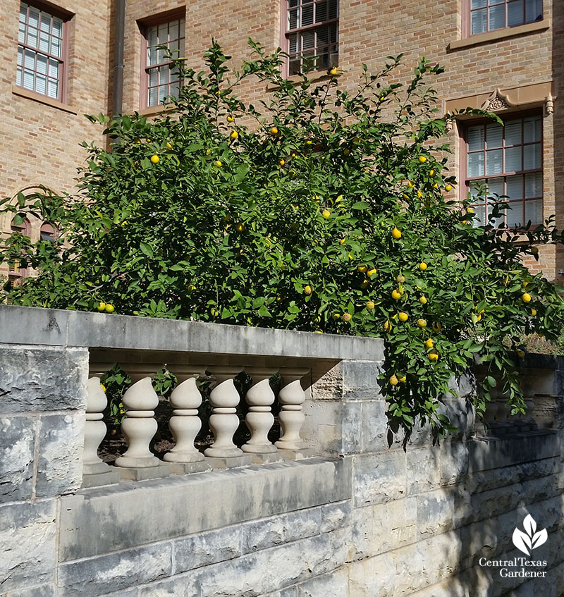 lemon tree at UT dorm Central Texas Gardener