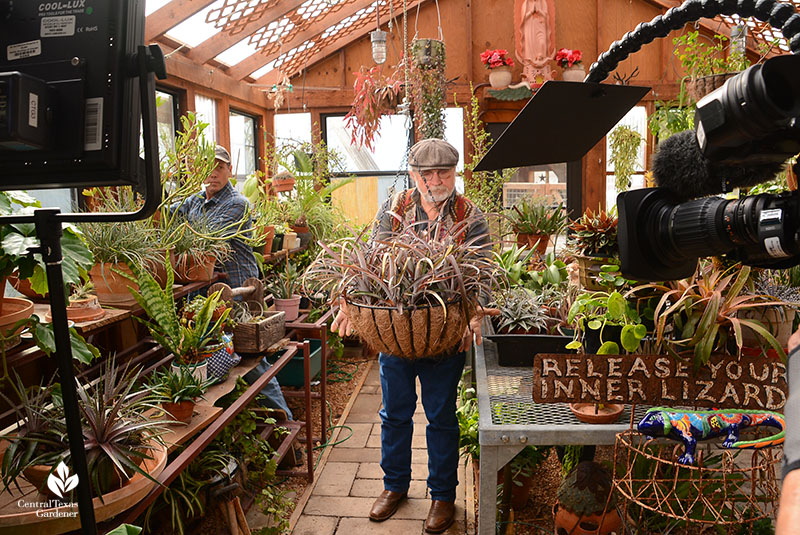 man in greenhouse holding large container plant