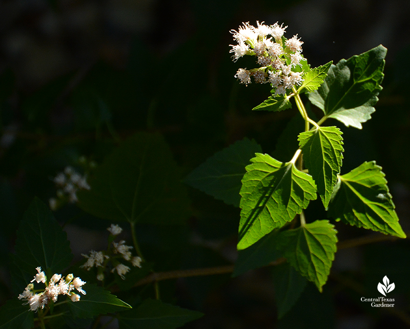 white mistflower shrubby boneset Ageratina havanensis native plant Central Texas Gardener