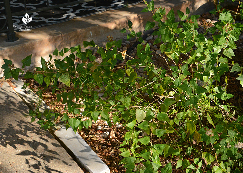 white mistflower snakeroot Ageratina havanensis Central Texas Gardener