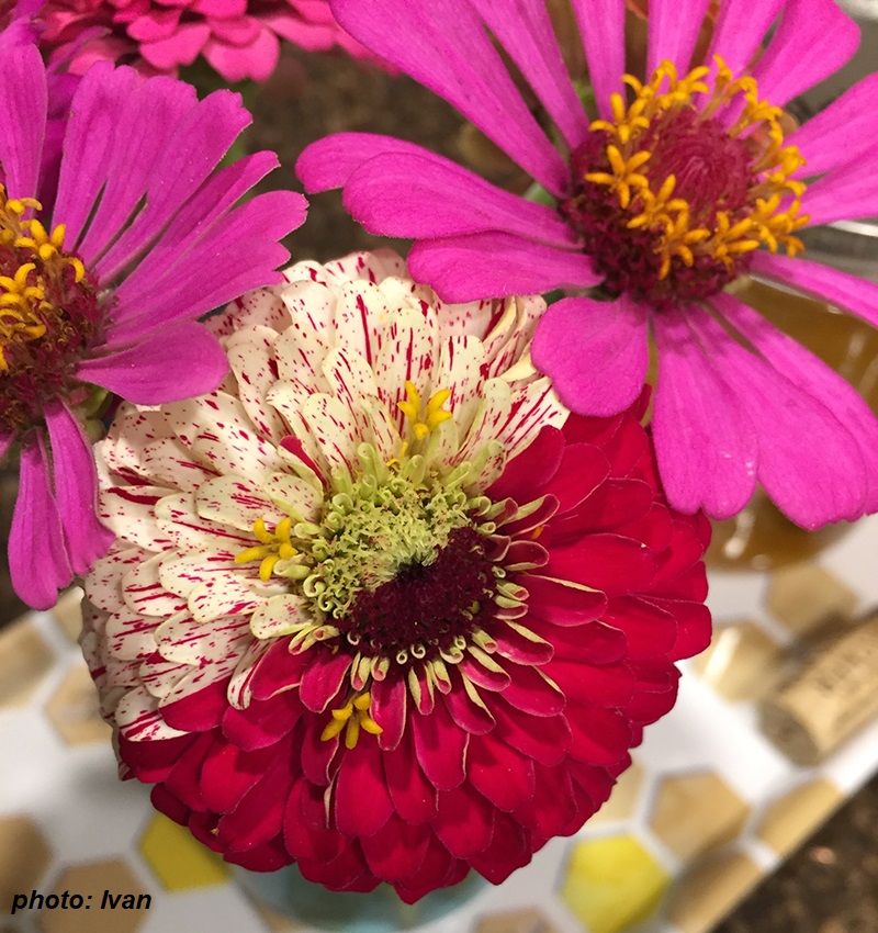 zinnia with two colors of petals Somatic mutation photo by Ivan Central Texas Gardener