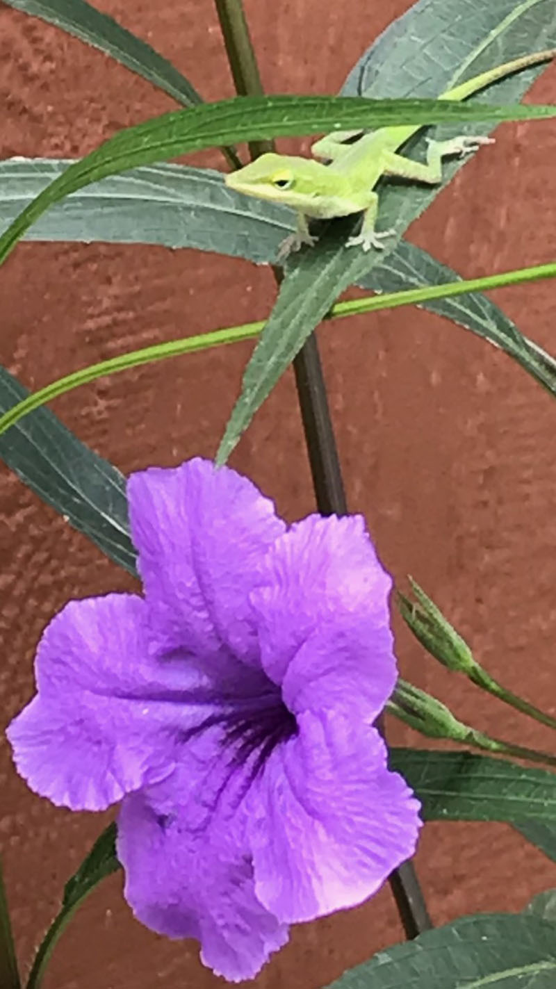 Anole on Ruellia plant photo by Marta Machoro Central Texas Gardener