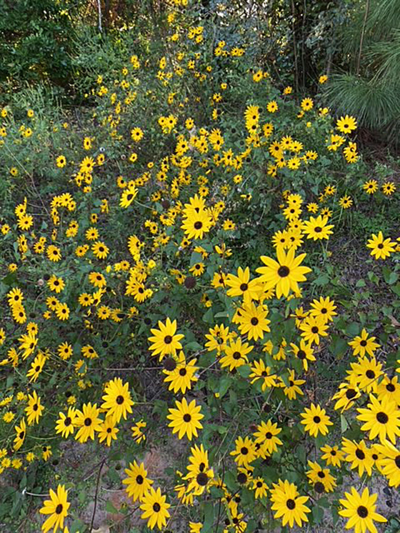 Black-Eyed Susans photo by Tim Wheeler Central Texas Gardener