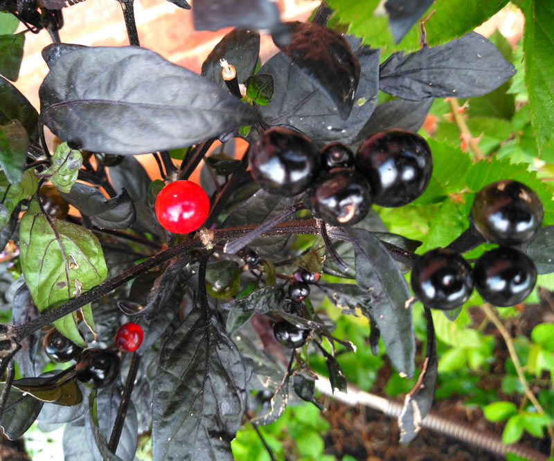 Black Pearl ornamental pepper photo by Rick Evans Central Texas Gardener