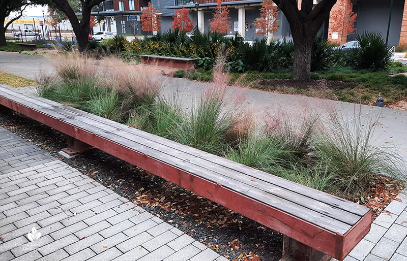 Gulf muhly grasses Jacob Fontaine Plaza ACC Highland Central Texas Gardener