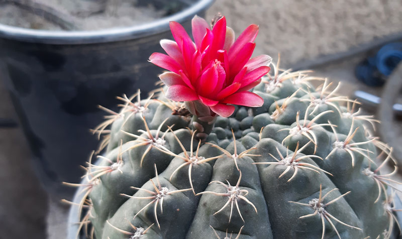 Gymnocalicium baldianum photo by Mohanad al-Mahdawi Central Texas Gardener