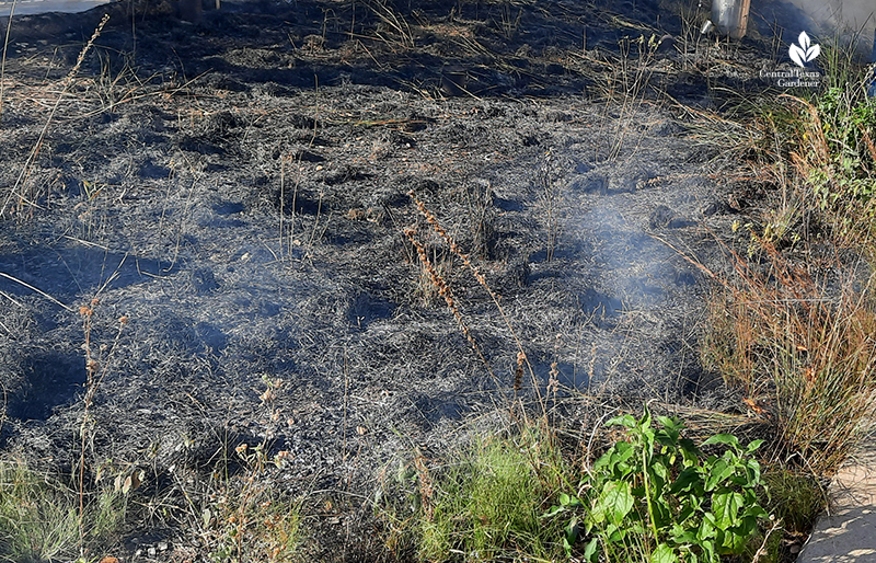 Half-Pint Prairie prescribed fire at end Central Texas Gardener