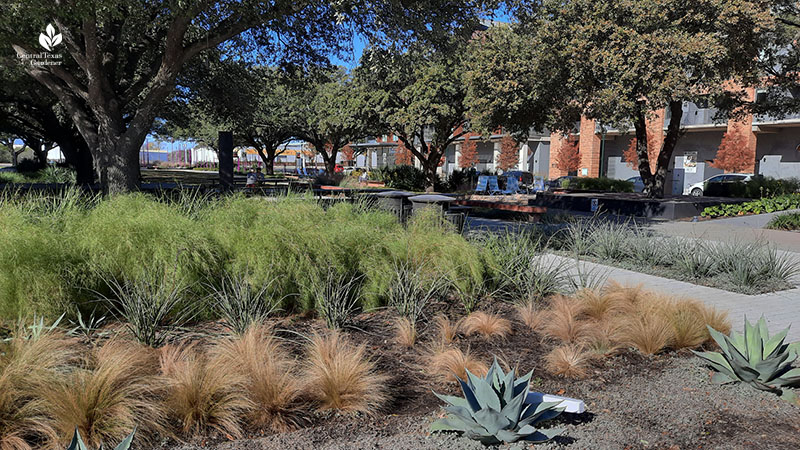 Jacob Fontaine Plaza ACC Highland bamboo muhly Mexican feather grass agave Central Texas Gardener