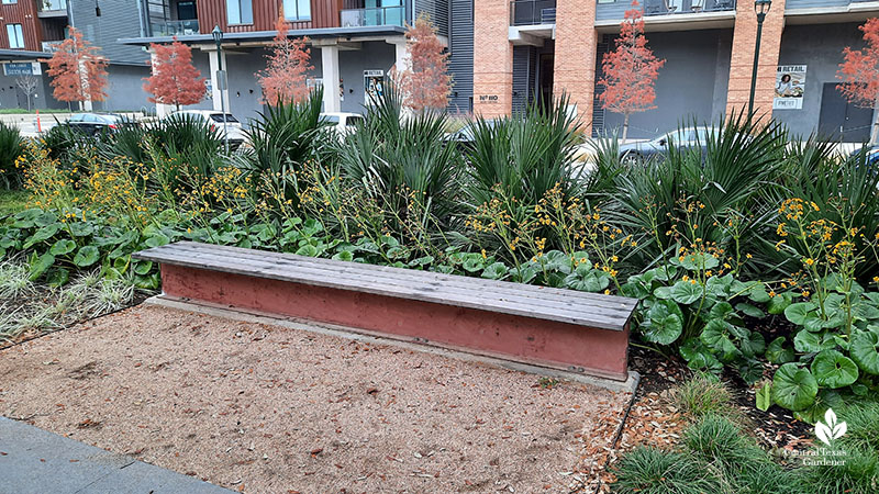 Gulf muhly grasses Jacob Fontaine Plaza ACC Highland Central Texas Gardener