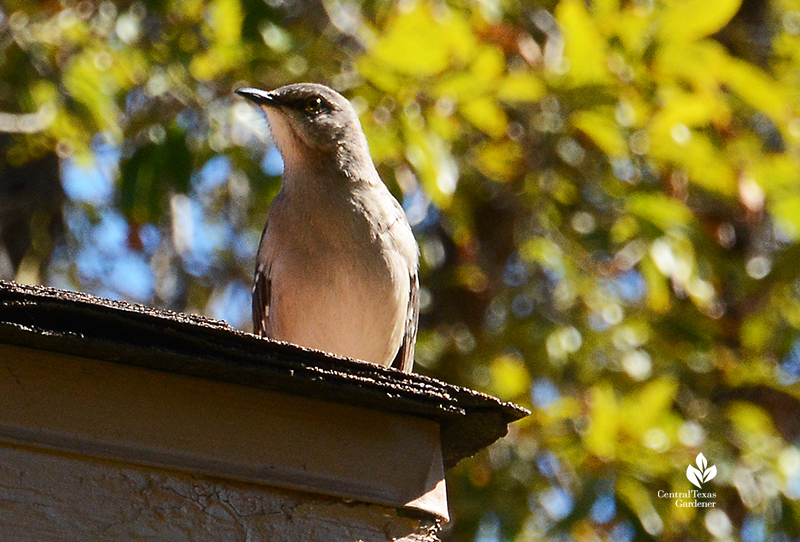 Mockingbird waiting for yaupon holly berries Central Texas Gardener