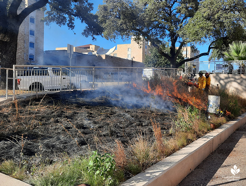 Prescribed burn gradual Half-Pint Prairie UT Austin Central Texas Gardener