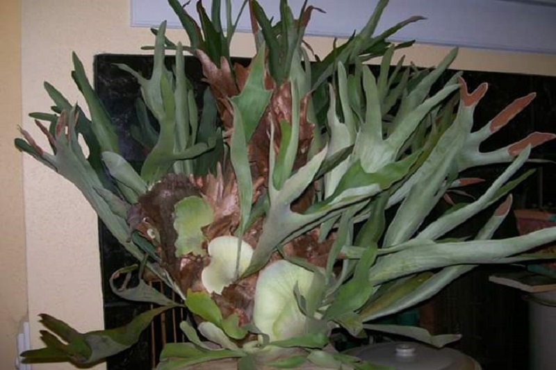 Staghorn fern photo by Ray Vanegas Central Texas Gardener