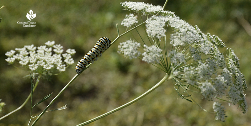 Swallowtail caterpillar on parsley Central Texas Gardener