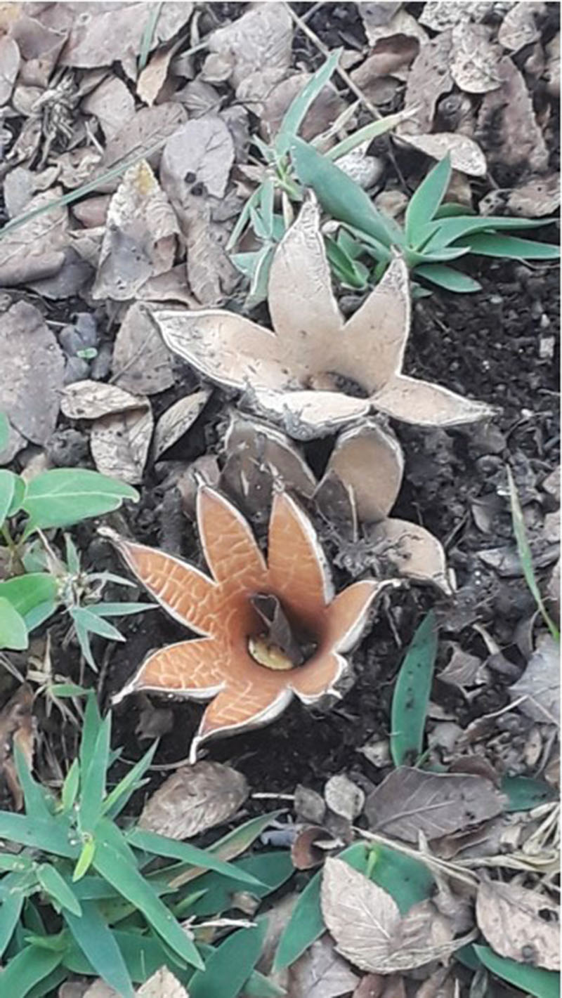 Texas Star fungi Chorioactis geaster photo by William Ferguson Central Texas Gardener