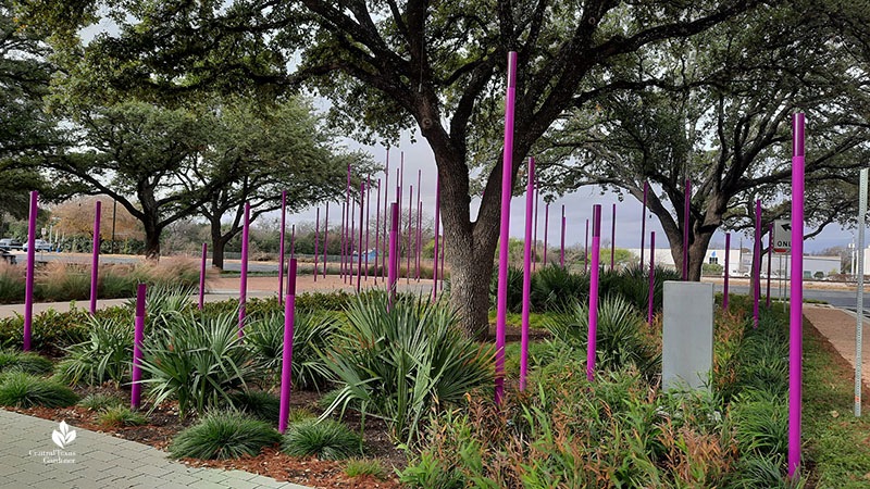 Thicket art purple poles depicting bat flight Jacob Fontaine Plaza ACC Highland Central Texas Gardener