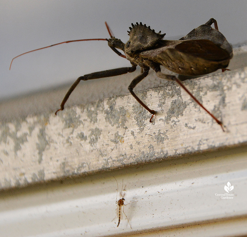 Wheel bug beneficial insect predator Central Texas Gardener