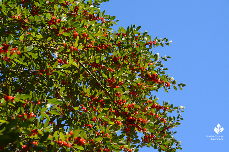 Yaupon holly fruits red berries Central Texas Gardener