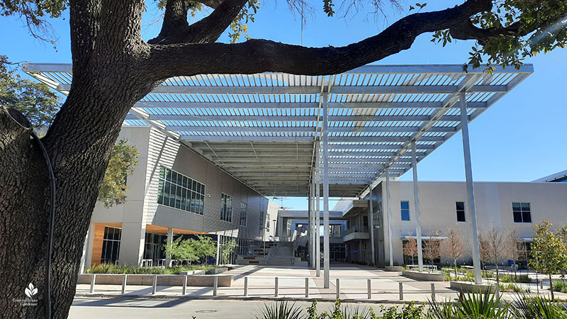 architecture and oak tree from Jacob Fontaine Plaza ACC Highland Central Texas Gardener