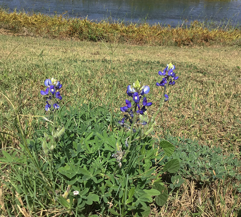 bluebonnets in October Doris and Richard Hunnicutt photo Central Texas Gardener