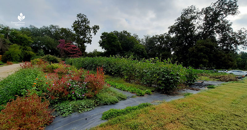 food and flower gardens Boggy Creek Farm Central Texas Gardener