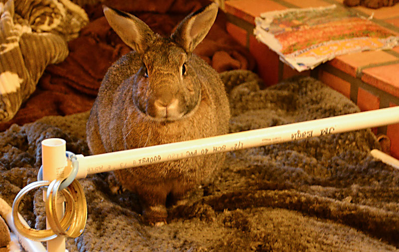 house bunny Jamie agility PVC hurdle