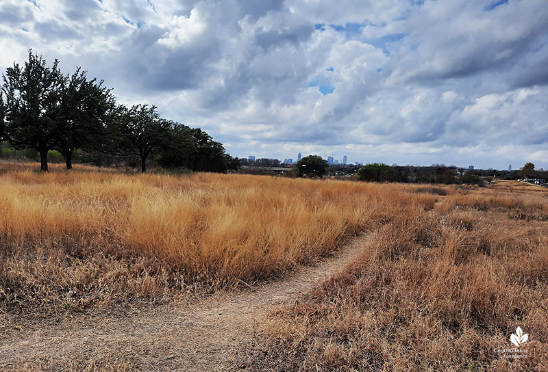 native grass trails Mueller Austin Central Texas Gardener